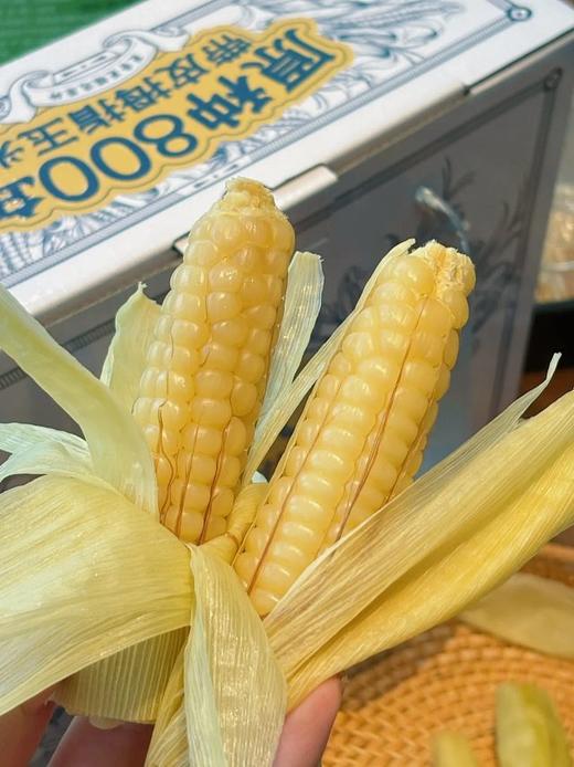 云南原种带皮拇指玉米 商品图1