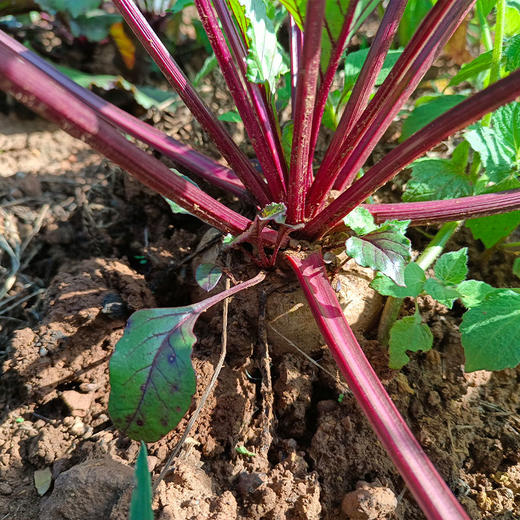 有机火焰菜（甜菜根）2斤/3斤/5斤 商品图7