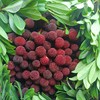 生态荸荠杨梅（邮政空运）| 合作生产*  Ecological red bayberry | Partner Production 商品缩略图2