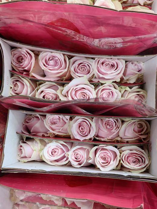 国产单头玫瑰粉红雪山玫瑰10支 商品图7