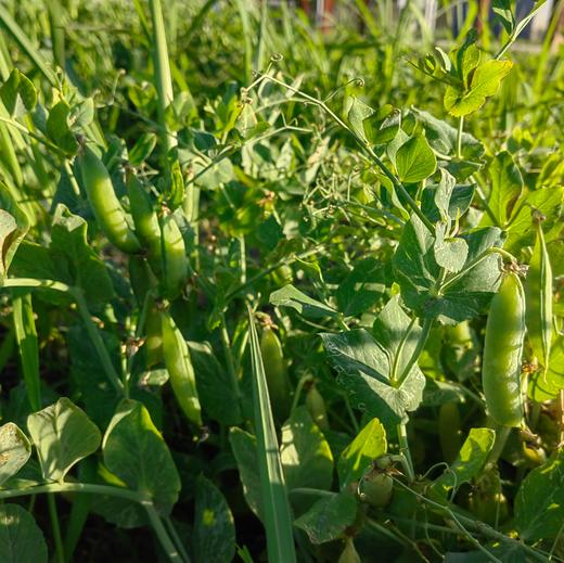 生态干豌豆 | 自然晾干   五谷杂粮 炖汤熬粥  | 石嫣农场 商品图3