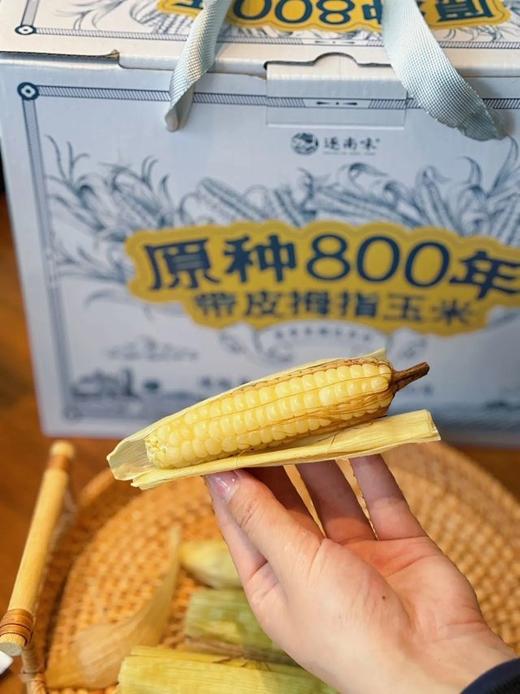 云南原种带皮拇指玉米 商品图2