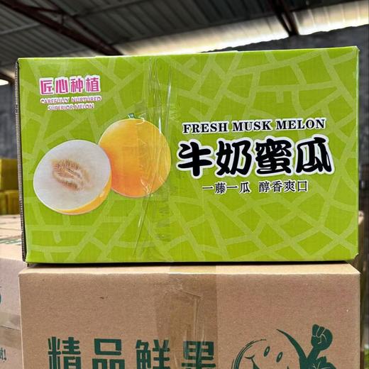 金香玉牛奶蜜瓜、香甜软糯，皮薄肉厚，果面漂亮、吊蔓香瓜、糖度20°太甜太好吃了 商品图7