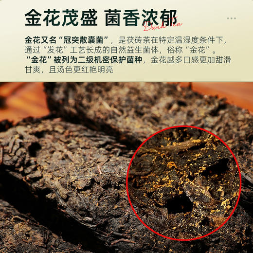 安化黑茶正品金花茯砖茶正宗湖南安化菌香手筑茯砖品鉴装CM 商品图4
