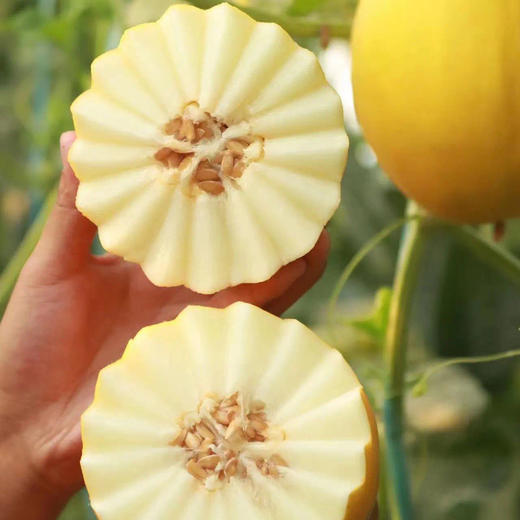 金香玉牛奶蜜瓜、香甜软糯，皮薄肉厚，果面漂亮、吊蔓香瓜、糖度20°太甜太好吃了 商品图2