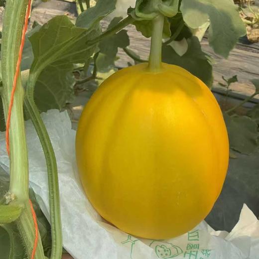 金香玉牛奶蜜瓜、香甜软糯，皮薄肉厚，果面漂亮、吊蔓香瓜、糖度20°太甜太好吃了 商品图3