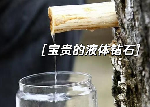 保质期至5月 29.9到手12瓶，【臻心桦100%白桦汁水】300ml/瓶🔺配料只有白桦树汁🔺一瓶喝进60多种天然营养精华❗ 商品图6