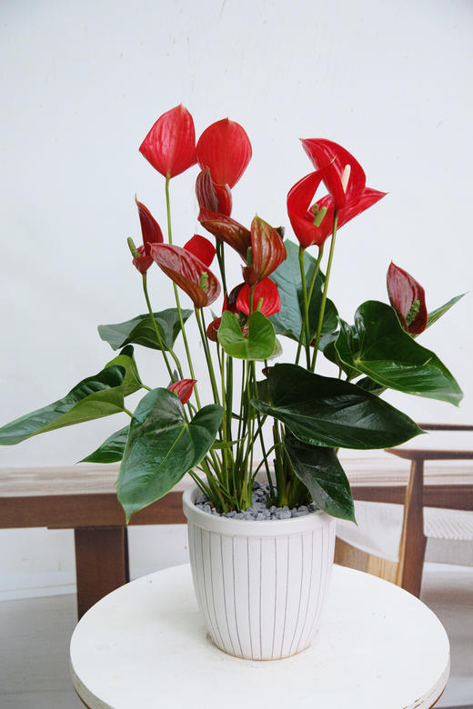 惊鸿红掌 商品图0