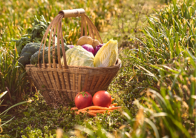 【芸岭鲜生】有机蔬菜B套餐 季卡（12次）