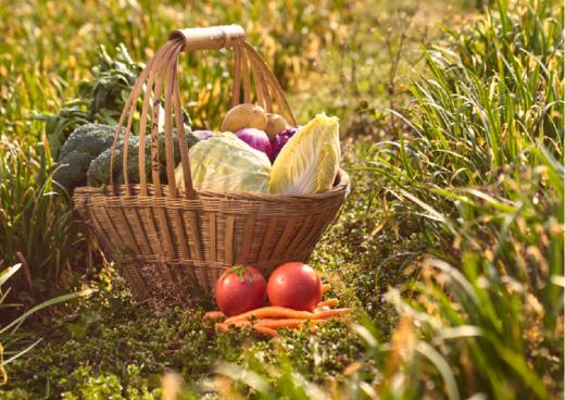 【芸岭鲜生】有机蔬菜B套餐 季卡（12次） 商品图0