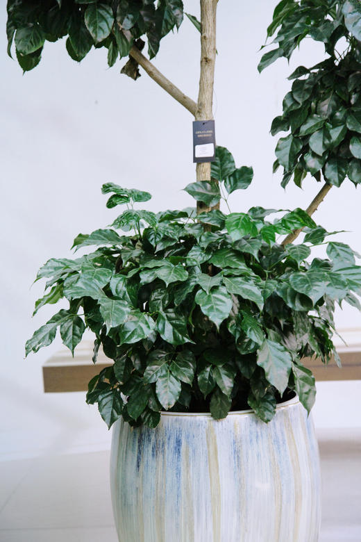 五层绿宝 商品图2