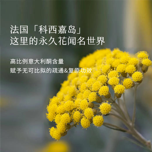 枕草子意大利永久花精油 微苦蜜甜香 放松身心 商品图3