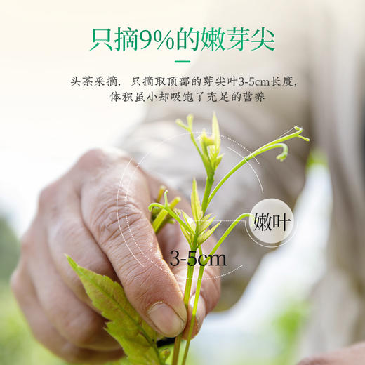 恩施藤茶正宗来凤调养茶优选特级56g罐装 CM 商品图4
