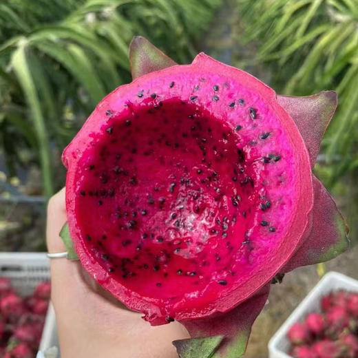 广西红心火龙果金都1号皮薄肉厚新鲜水果 商品图2