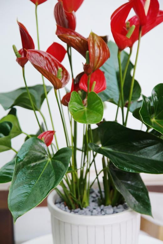 惊鸿红掌 商品图2