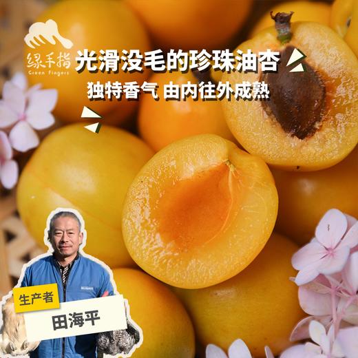 生态珍珠油杏| 合作生产 *Eco Pearl Apricot | Coprodution 商品图0
