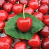 生态大连樱桃| 合作生产*  Ecological Dalian Cherries | Partner Production 商品缩略图0