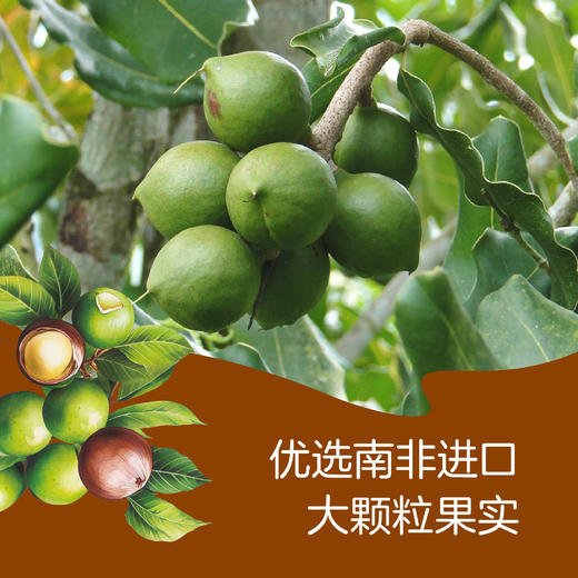 中粮时怡夏威夷果138g 商品图5