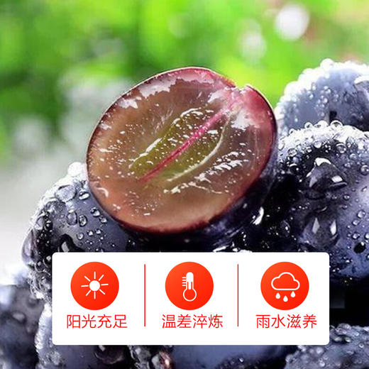 【全国包邮】新疆葡萄汁（318ml*5瓶） 商品图3