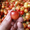 生态大连樱桃| 合作生产*  Ecological Dalian Cherries | Partner Production 商品缩略图3
