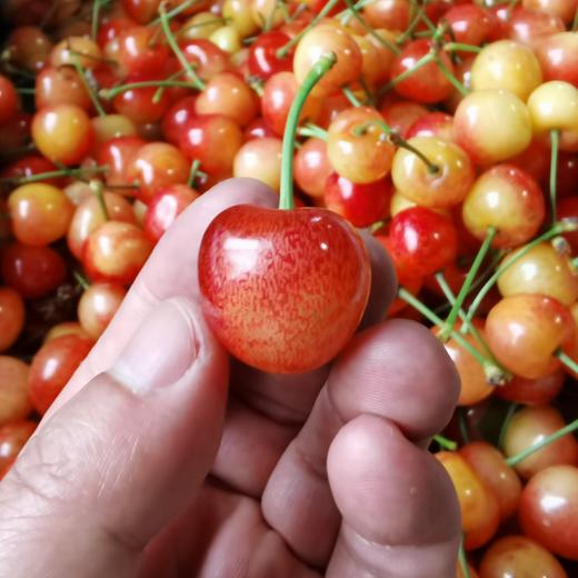 生态大连樱桃| 合作生产*  Ecological Dalian Cherries | Partner Production 商品图3