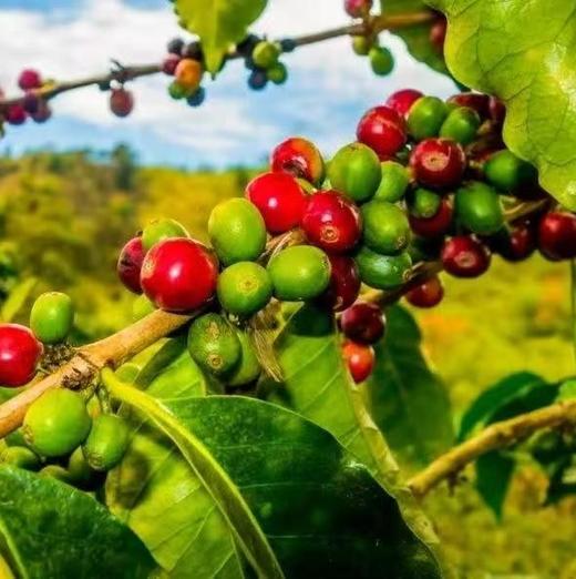 精品咖啡豆 商品图4