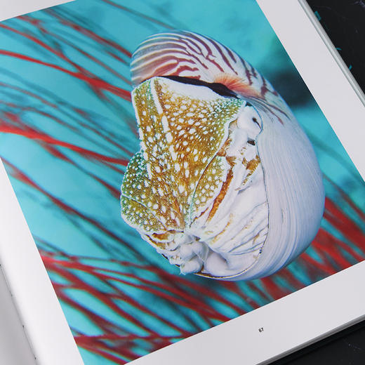 《到深海去》百余种海洋生物影像 自然史、海洋生物学、古动物学爱好之书 国家地理官方正版-分销 商品图5