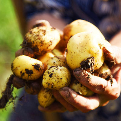 恩施 徕福 小土豆2.5kg/盒（单颗50--80克左右） 商品图2