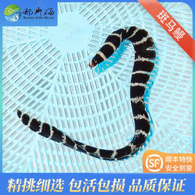 斑马鳗