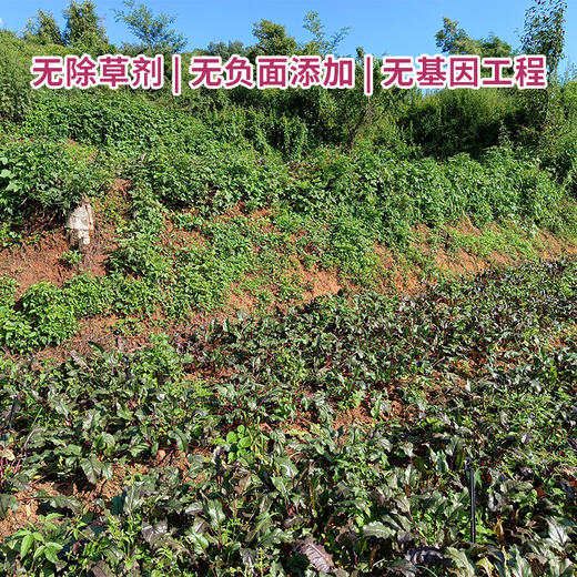 有机火焰菜（甜菜根）2斤/3斤/5斤 商品图1
