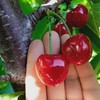 生态大连樱桃| 合作生产*  Ecological Dalian Cherries | Partner Production 商品缩略图2