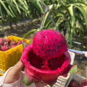 广西红心火龙果金都1号皮薄肉厚新鲜水果