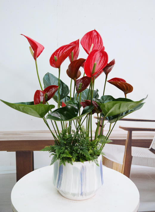 惊鸿红掌 商品图0