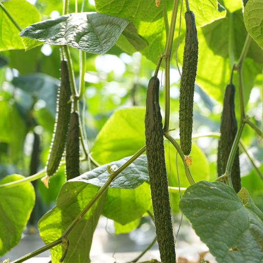 有机水果小青瓜 商品图9