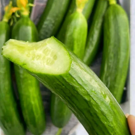 有机水果小青瓜 商品图3