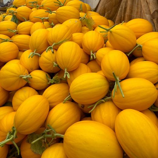 金香玉牛奶蜜瓜、香甜软糯，皮薄肉厚，果面漂亮、吊蔓香瓜、糖度20°太甜太好吃了 商品图6