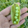 生态干豌豆 | 自然晾干   五谷杂粮 炖汤熬粥  | 石嫣农场 商品缩略图1