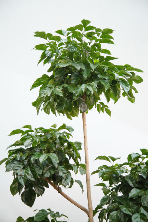 五层绿宝 商品图2