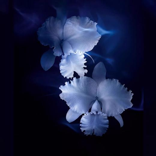 Guerlain娇兰御廷兰花卓能焕活精粹液125ml 保湿焕活紧致细嫩（CDF） 商品图3