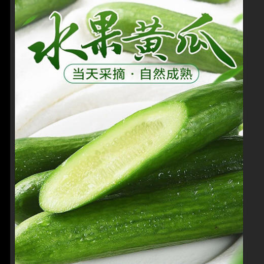 有机水果小青瓜 商品图6