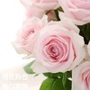 国产单头玫瑰粉红雪山玫瑰10支 商品缩略图4