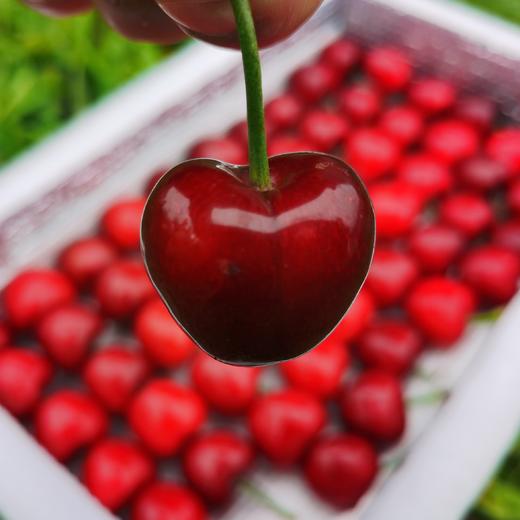 生态大连樱桃| 合作生产*  Ecological Dalian Cherries | Partner Production 商品图5