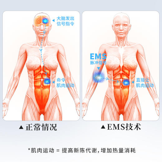 YEELANE依恋腰带 商品图1