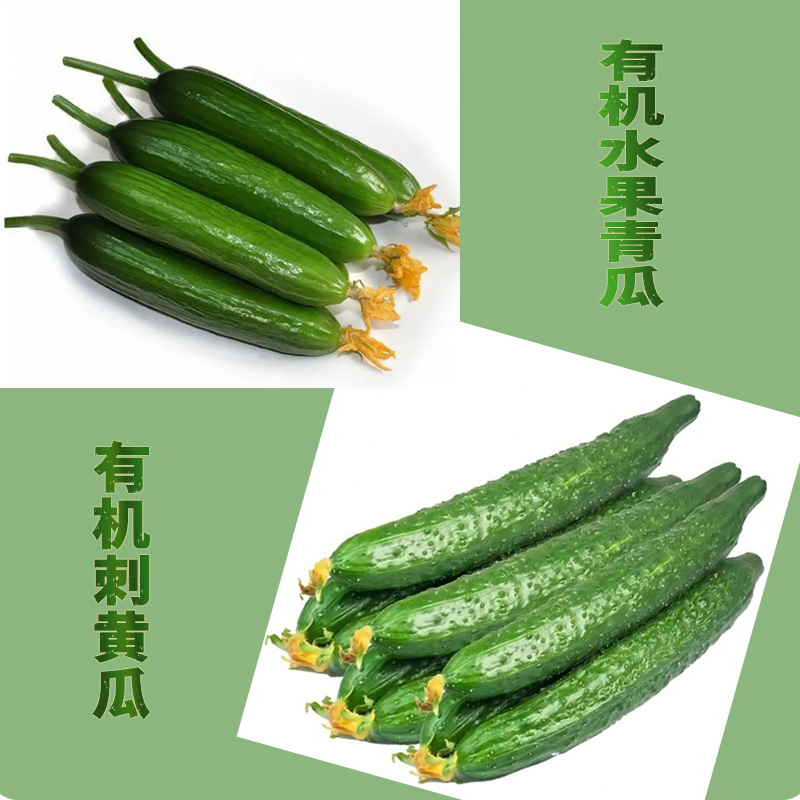 有机水果小青瓜