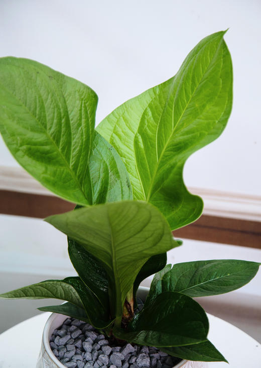 聚宝盆 商品图2