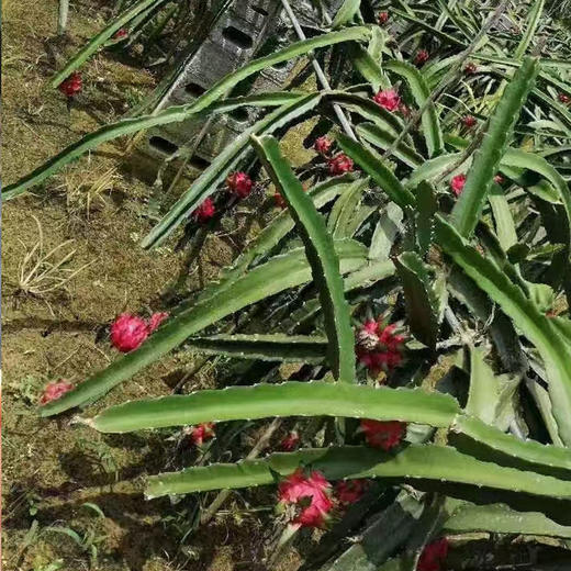 广西红心火龙果金都1号皮薄肉厚新鲜水果 商品图5