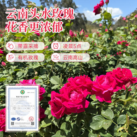 西域美农云南玫瑰鲜花饼50g*8枚/盒经典玫瑰口味糕点早餐点心零食 商品图2