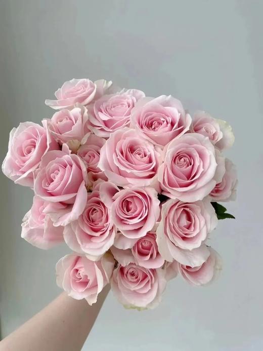 国产单头玫瑰粉红雪山玫瑰10支 商品图1