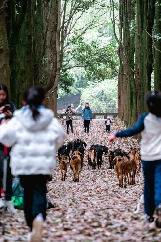 4.1硬核遛娃【勇闯龙椅山绳降】3公里轻徒步·探秘暮光森林，户外绳结应用·挑战牵绳爬坡，10米崖璧绳降·见证勇气时刻。 商品图2