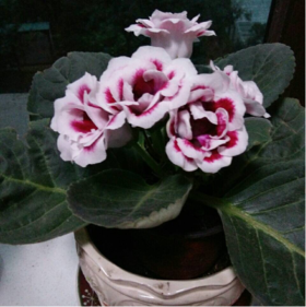 医生自述：我是这样战胜糖尿病的！血糖稳定6.0，远离并发症，多亏有了它！！